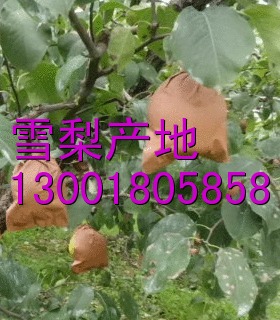 河北雪梨出售单位，河北赵县果品经销处