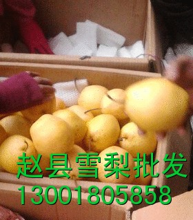 河北雪花批发中心预祝全国朋友新年快乐