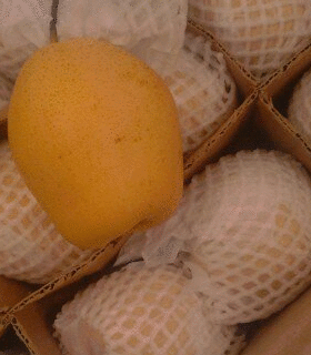 水晶梨销售基地，河北赵县