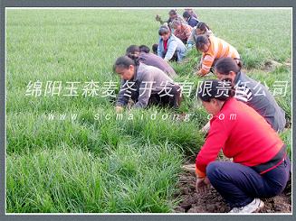 重庆绿化麦冬|重庆绿化麦冬草|基地批发