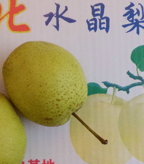 河北水晶梨的功效