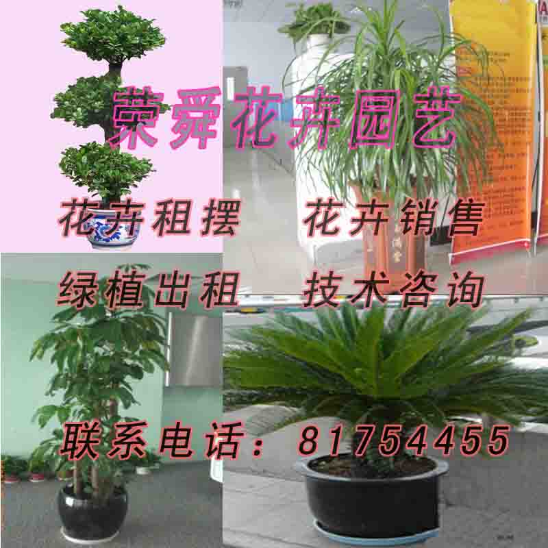 济南花卉购买 济南花卉批发零售