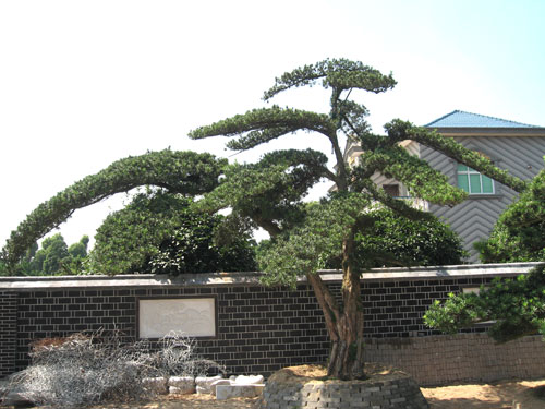 苗圃大量供应造型罗汉松价格