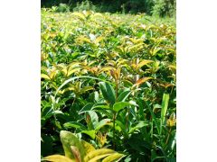湖南桂花树苗木基地
